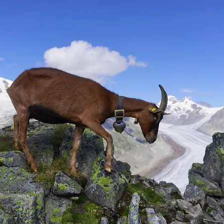 3.5-zimmer Primeli *