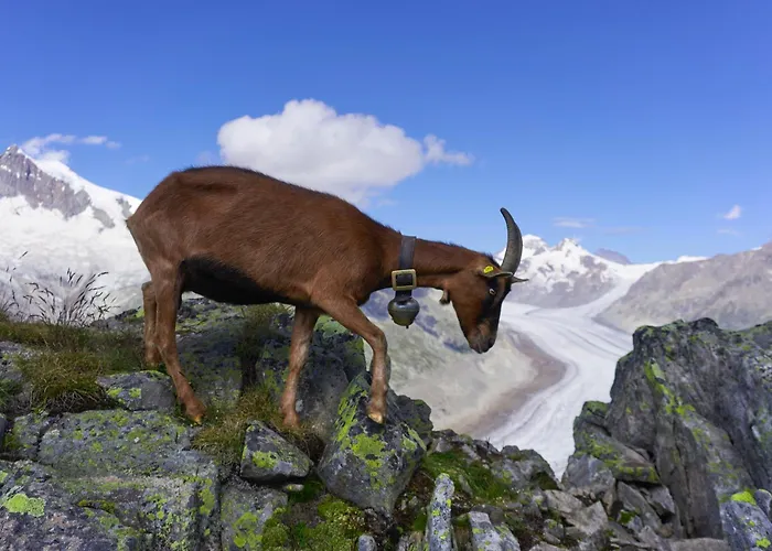 3.5-zimmer Primeli *